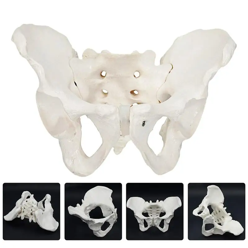 

1pc Female Pelvis Model Natural Large Pelvic Joint for Medical Training