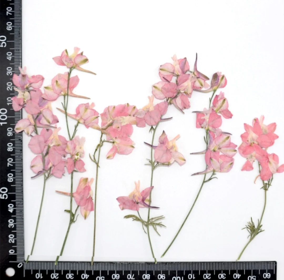 

250pcs Pressed Dried Gaura Lindheimeri Flower With Branch For Epoxy Resin Pendant Necklace Jewelry Making Craft DIY Accessories