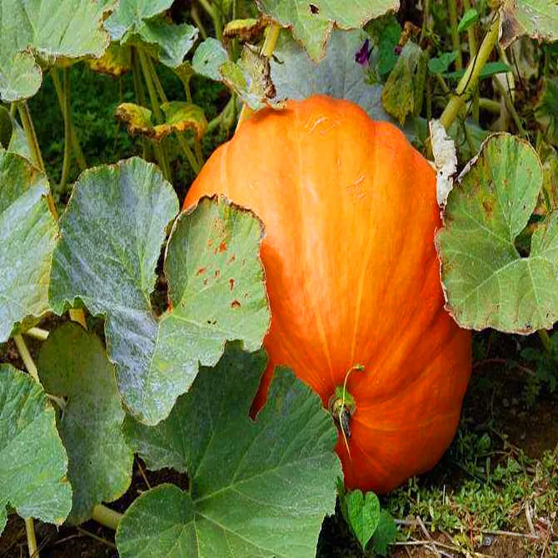 Водорастворимый 100 г Brassinolide 0.15% SP Бесплатная доставка по низкой цене|tc design|tc lampstc