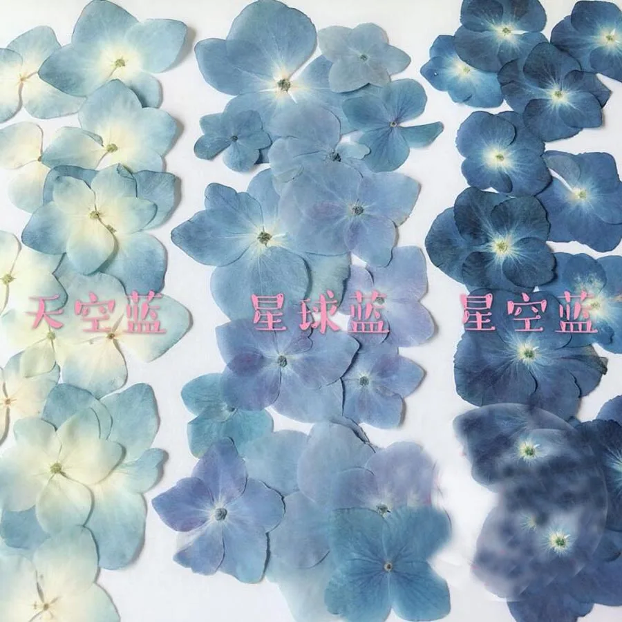 

60pcs Pressed Blue Series Dried Hydrangea Macrophylla Flower Plants Herbarium For Jewelry Phone Case Bookmark Making DIY