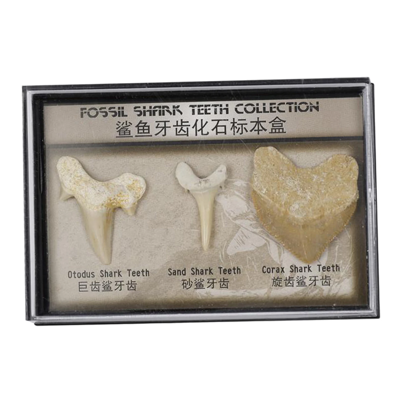 

Shark Tooth Specimen Tooth Fossil Display Box Teaching Learning Clooection