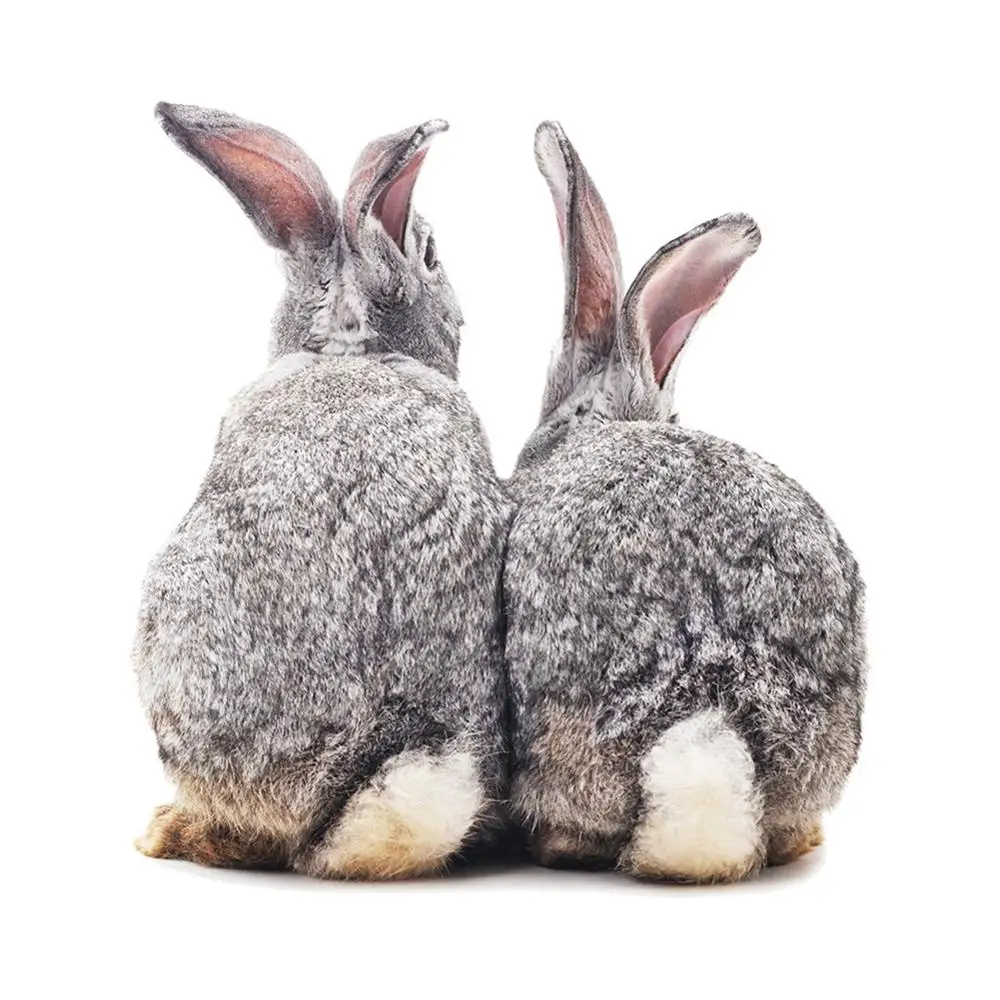 

Cute Animals rabbits Fox Bird Wall sticker Children's kids room home decoration living room bedroom wallpaper removable stickers