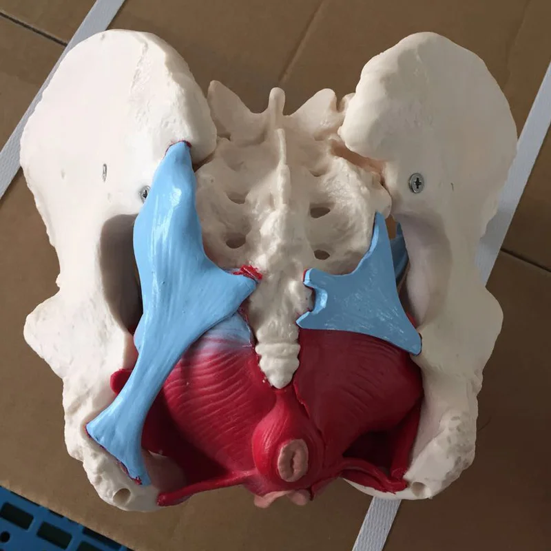 Модель матки яровичных органов реабилитационная медицинская анатомическая