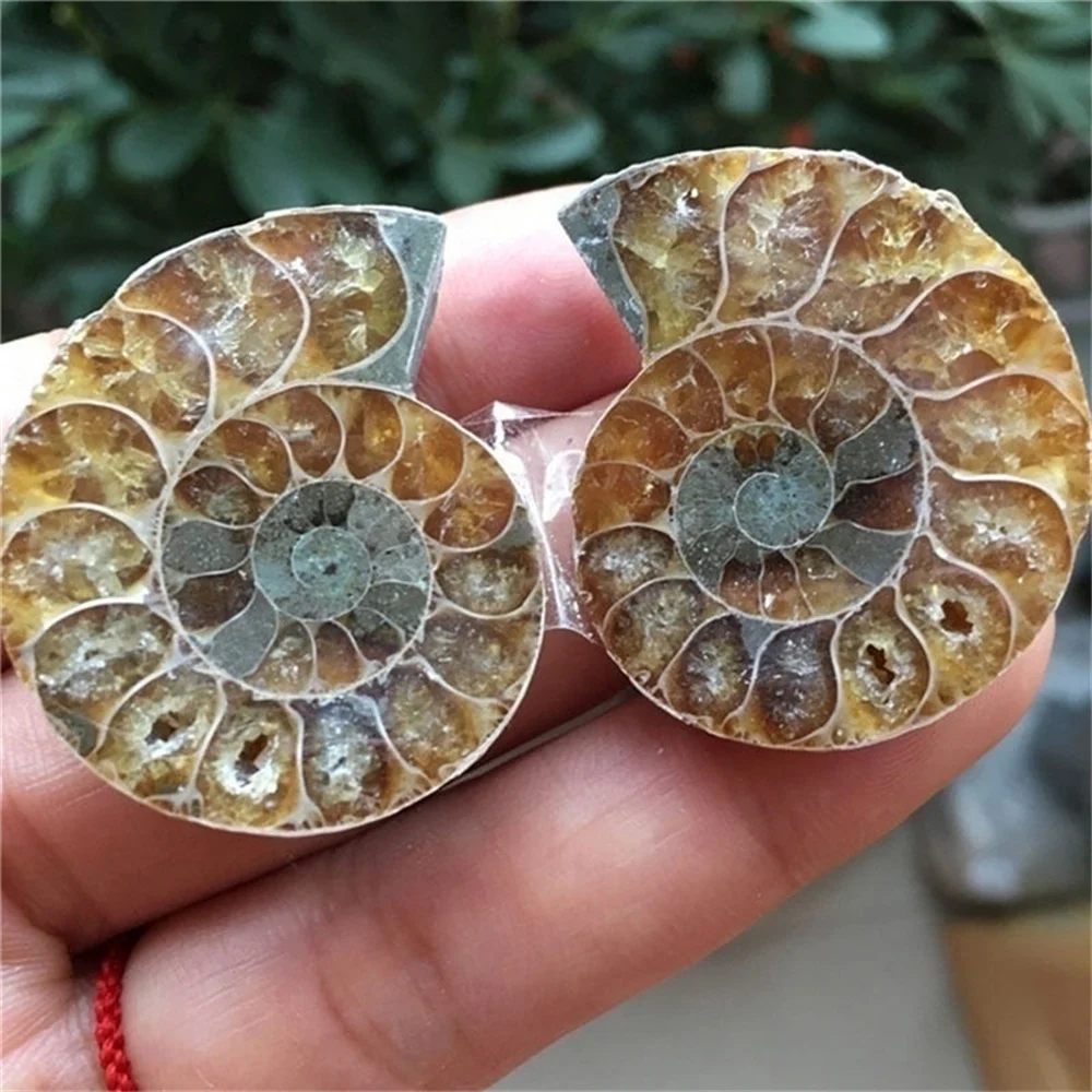 

1Pair Natural Half Cut Ammonite Shell Jurrassic Fossil Specimen Madagascar
