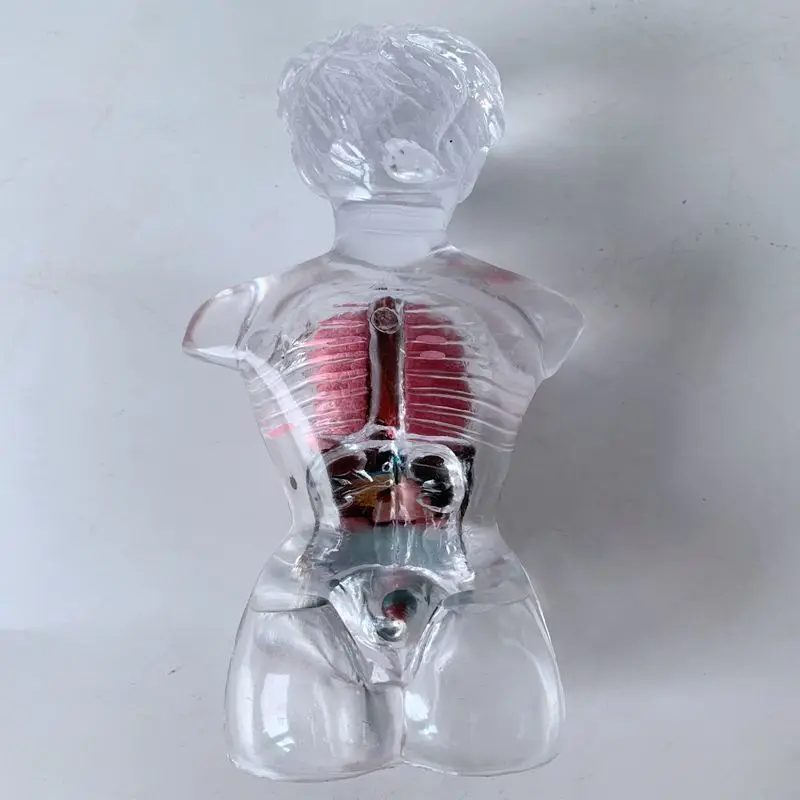 

female anatomical visceral structure model detachable chest, heart, lung, gastrointestinal, liver, spleen, trachea and diaphra