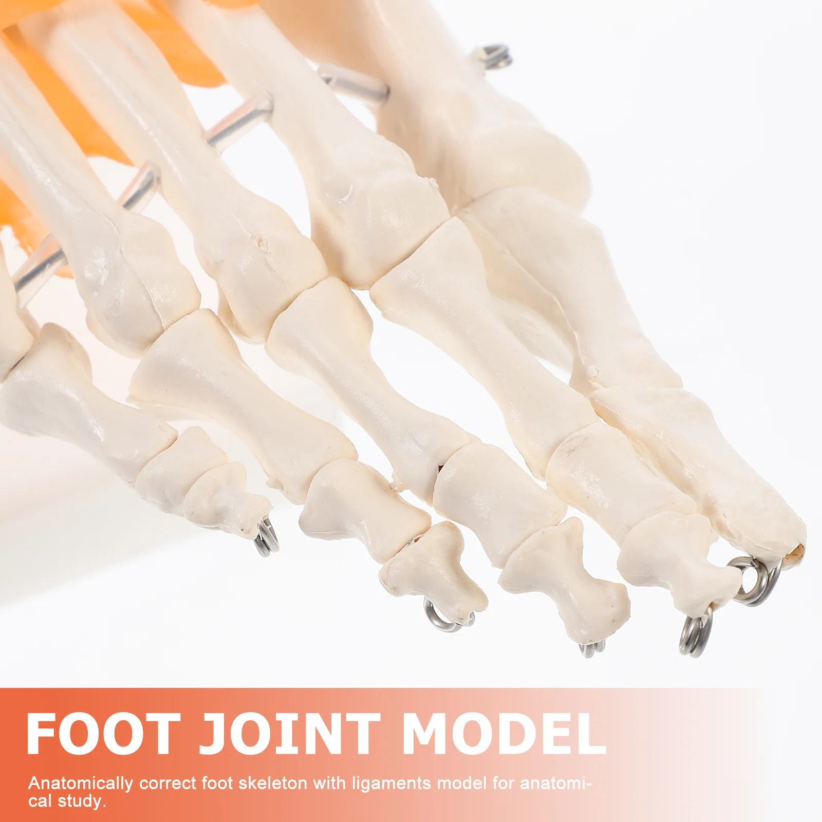 1pc Human Foot Joint Model with Ligaments Skeleton on Base | Дом и сад