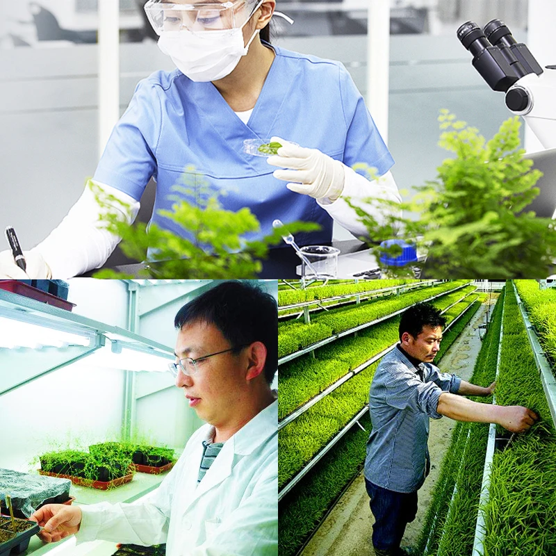 

Dinotefuran An Insecticide Neonicotinoid Kill Insect Pest Aphids Whiteflies Agricultural Medicine Pesticide Garden Bonsai Plant