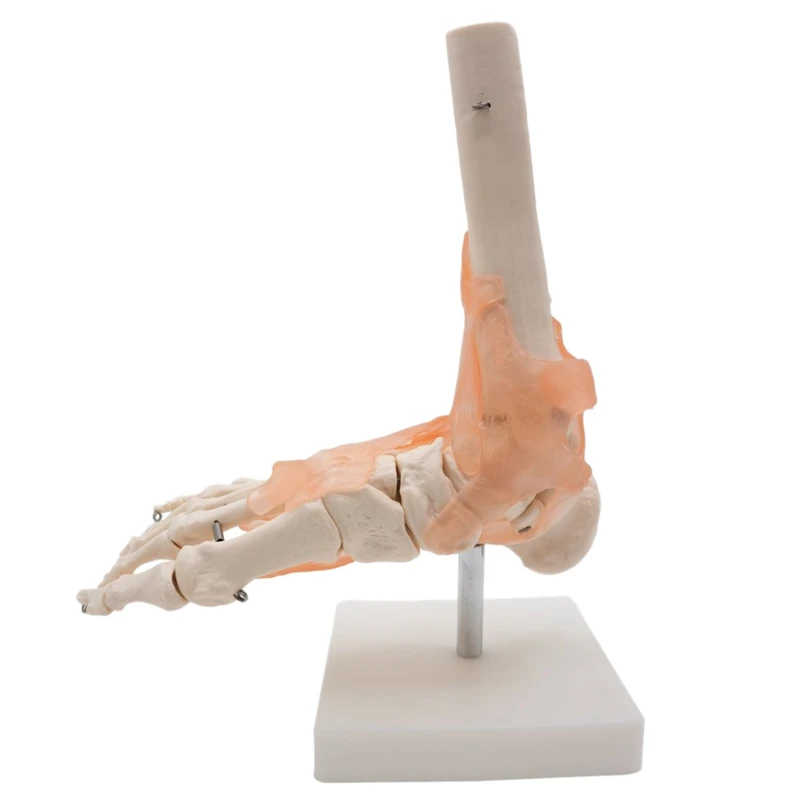 

JFBL Hot Foot Joint Model With Ligaments,Human Anatomical Model,Life Size