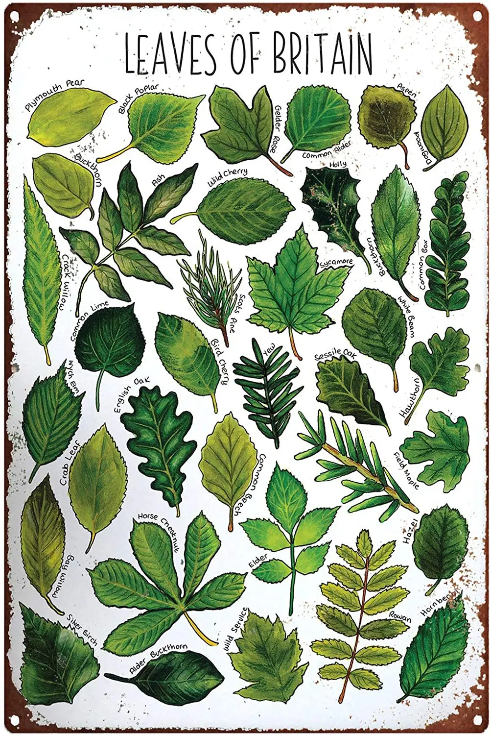 

Personalized Cat Sign Leaves of Britain Print, Trees Metal Sign, Nursery Print, Wildlife illustration Print, Botanical Print