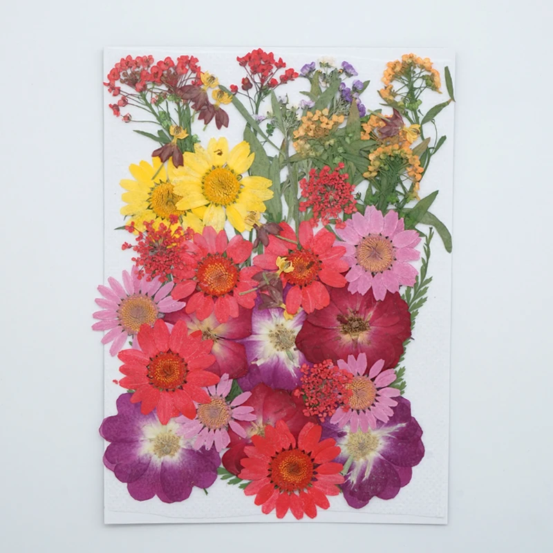 

Lots Mixed Real Pressed Flower Dried Flowers for Resin Jewellery Scrapbooking Phone Case Making Crafts DIY Dry Plants