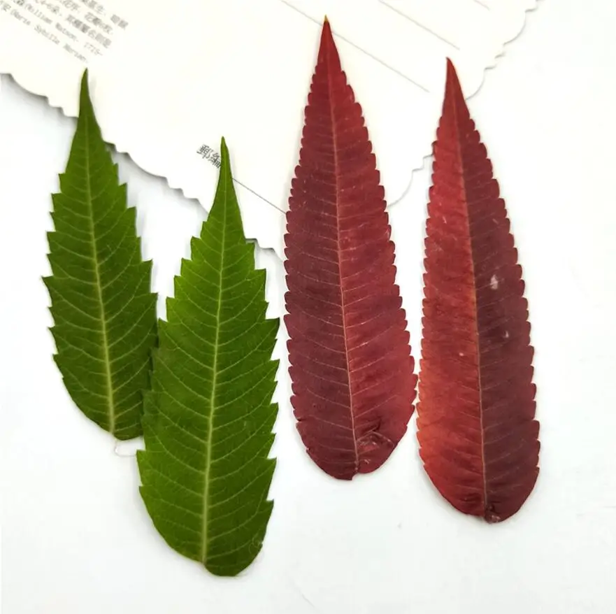 

60pcs Pressed Dried Torch Leaf leaves Flower Plants Herbarium For Jewelry Making Postcard Frame Phone Case Face makeup Craft DIY