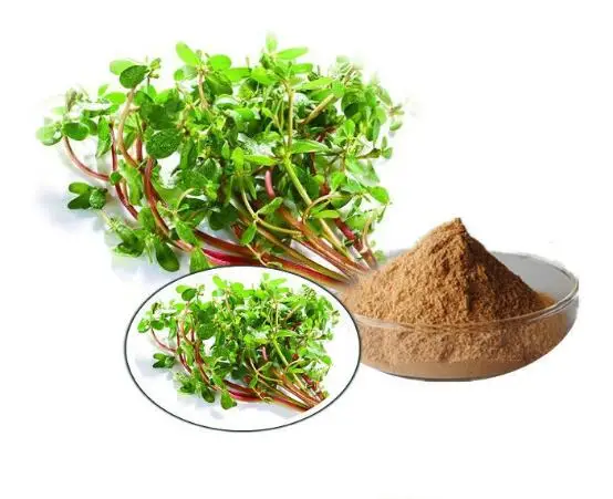 

Top selling Bacopa monniera False purslane extract concentrated extract powder Fight against anxiety and depression 1000g