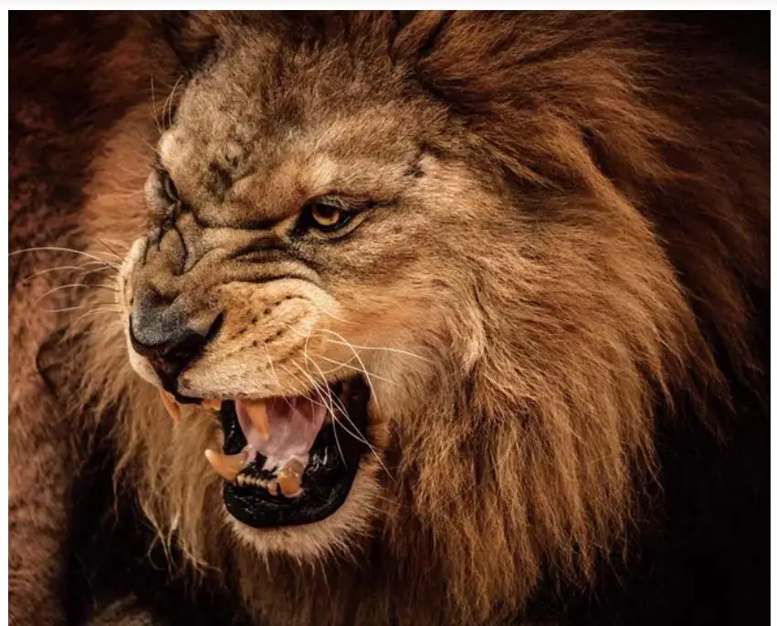 Полный квадратный фотографический пазл для животных |