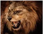 Полностью квадратная Алмазная картина льва голова животных вышивка мозаика Алмазный dotz горный хрусталь картина Головоломка Игрушка Рисунок Декор стены