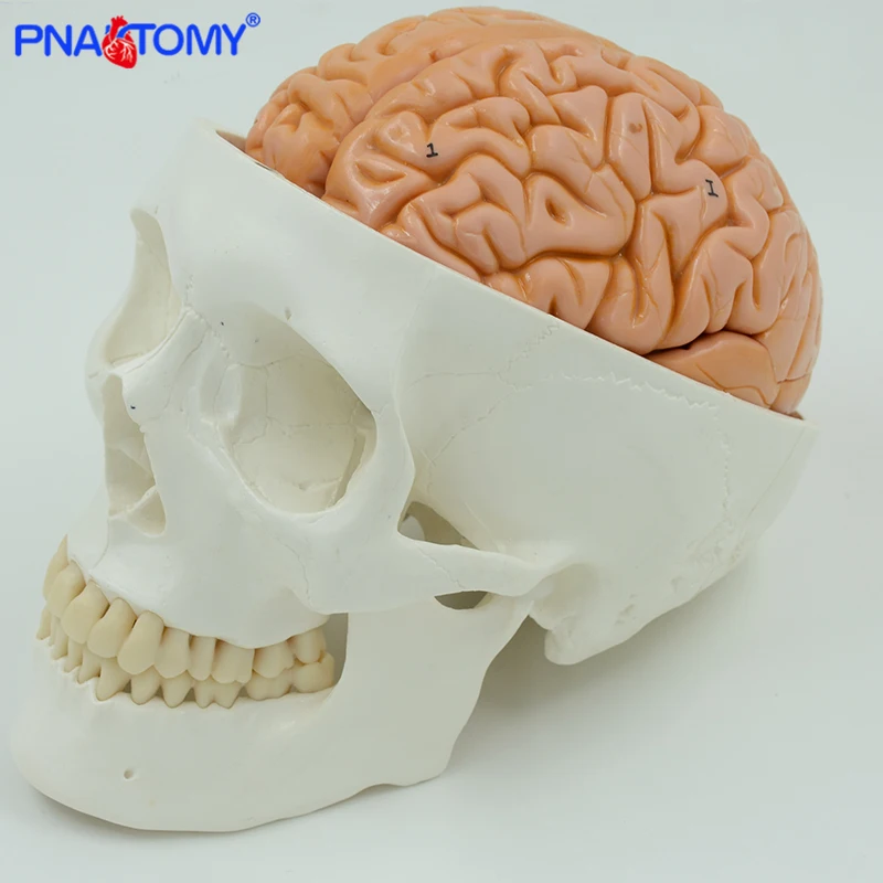 Classic Human Adult Skull Model with Brain Anatomy Head Anatomical Life Size 1:1 Skeleton Teaching Educational Equipment