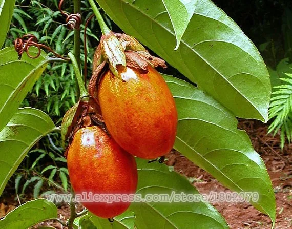 Genuine 100 PCS Passiflora Ambigua plantas,Bonsai Rare Flower flores, Perennial Outdoor Potted plants for Home& Garden