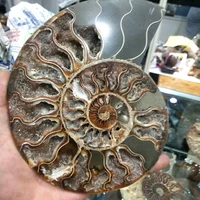 hot big size 400 500g rare fossil ammonite ammolite shell gem fossil specimen healing