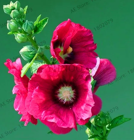 1 Большая распродажа! 20 шт Hollyhock бонсай(Alcea Rosea 'Nigra') разноцветный цветочный Многолетние растения растение для сада и дома украшения Dec - Цвет: 1