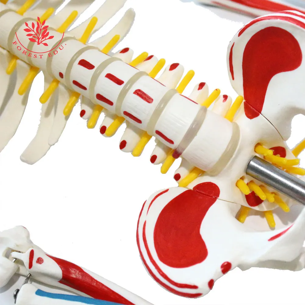 Модель человеческого скелета 85 см цельное тело с отметкой мышечного