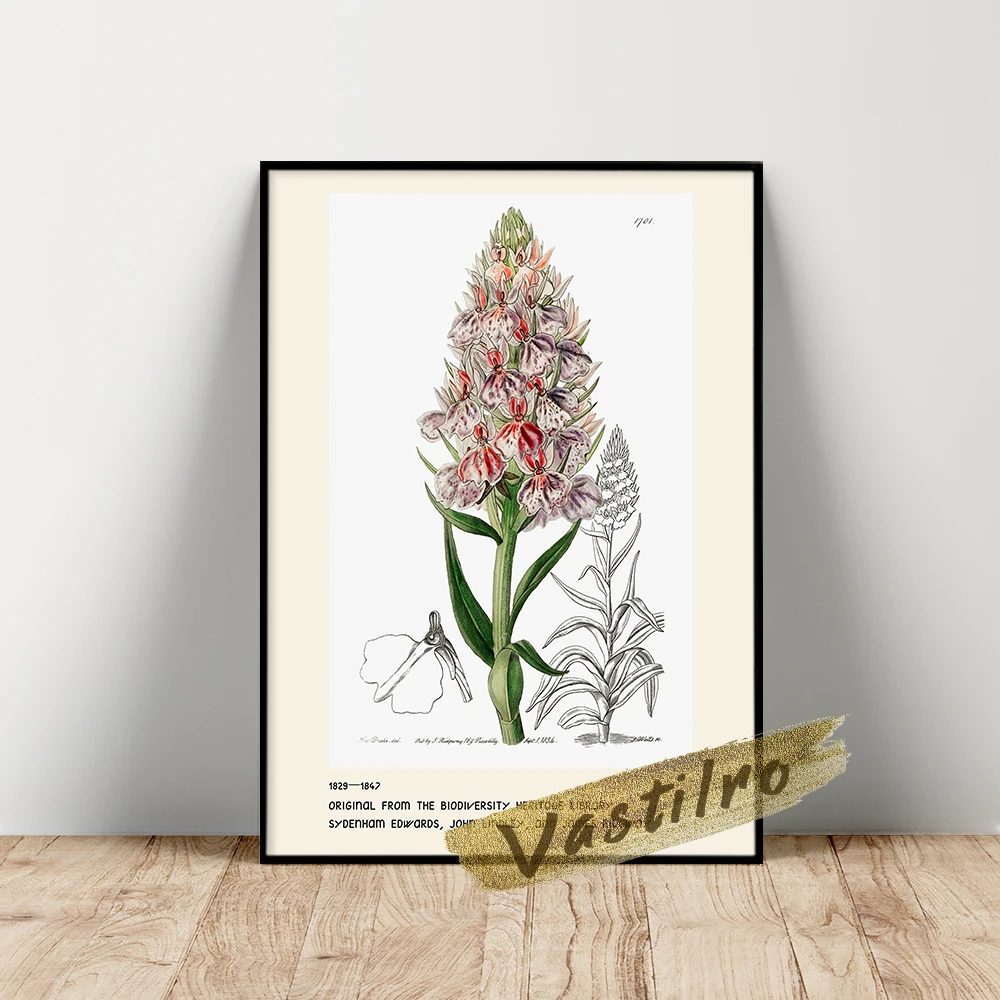 

Sydenham Edwards Exhibition Poster, Leafy Spiked Orchis Wall Painting, Edwards Botanical Register Prints, Vintage Plant Wall Art