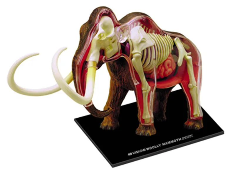Животная биология органа анатомическая модель для медиков обучающая Mammoth 4d