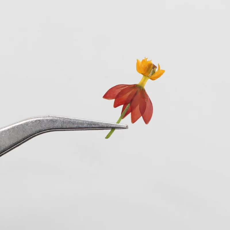 250 шт прессованный высушенный Танцующий Цветок гербарий из растений для