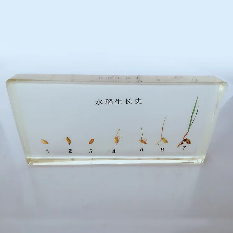 

Plant Growth History Specimens Rice Germination Process Specimen Model Biology Botany Teaching Aids Creative Resin Handicraft