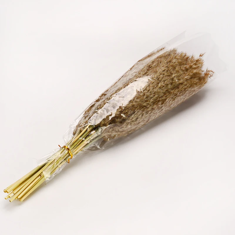 Натуральная сушеная трава пампасы фрагмиты связка свадебных цветов для