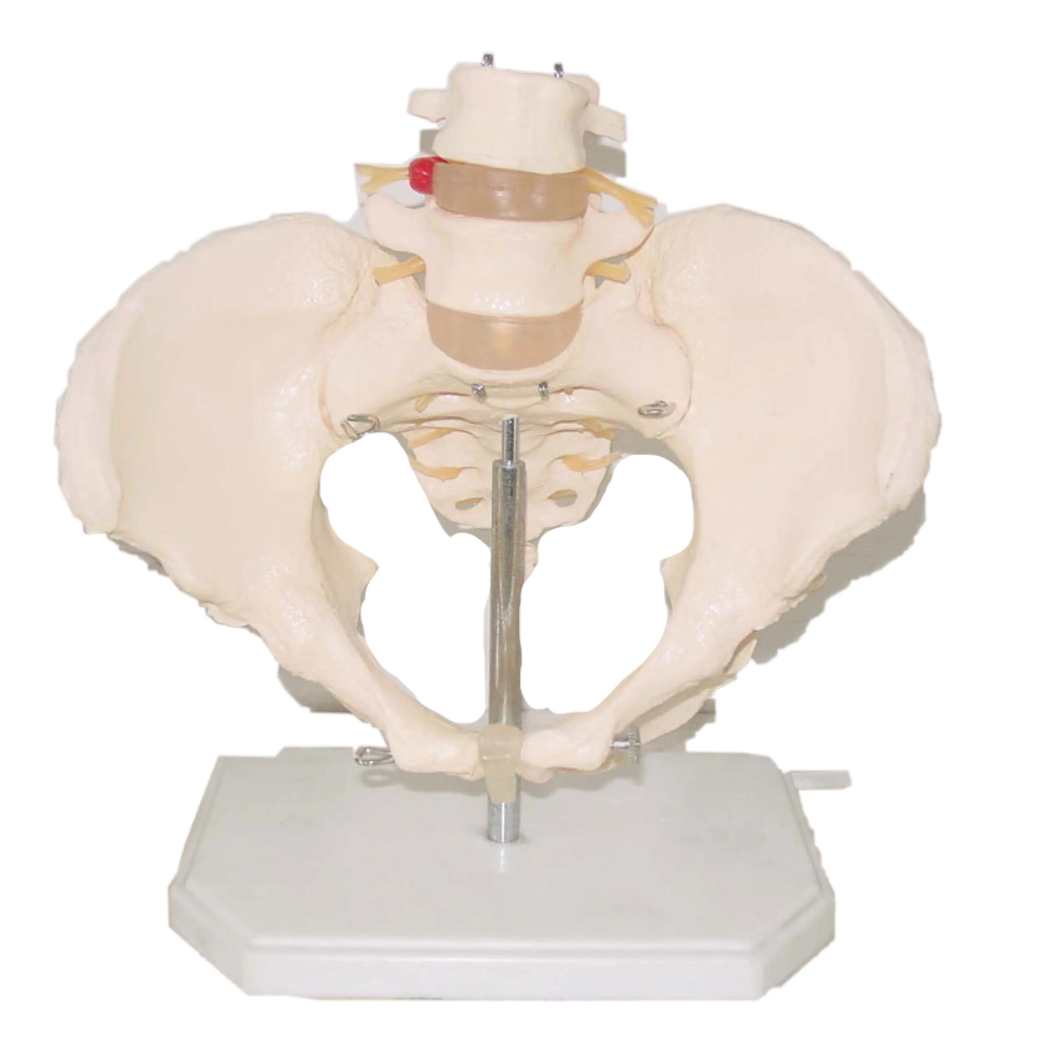

Тазовый пояс 2 Поясничный позвоночник