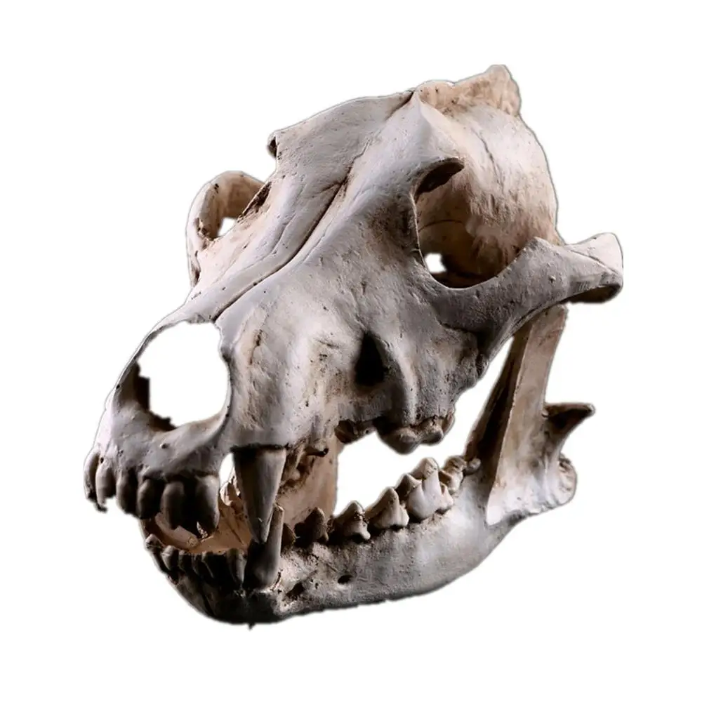 Имитация смолы волк череп модель имитация животного скелет украшение дисплей