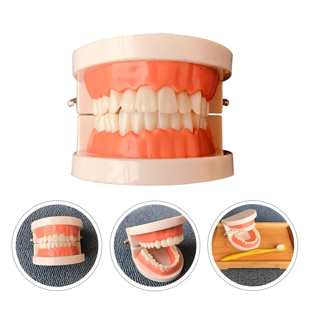 

Standard Teeth Model Tooth Brushing Model Typodont Demonstration for Teaching