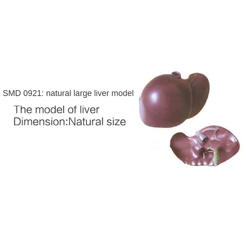 

Натуральная большая модель печени Smd0921