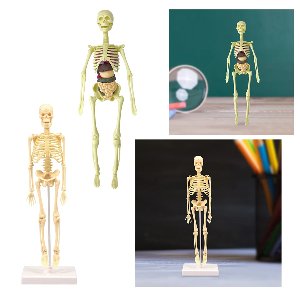 Model Realistic Body Anatomy for Learning Science Teaching | Игрушки и хобби
