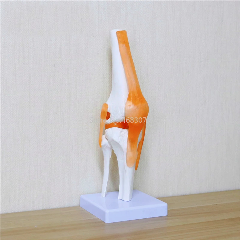 

Human,Skeleton Knee Joint Anatomy Models Skeleton Model with Ligaments Joint Model Medical Science Teaching Supplies