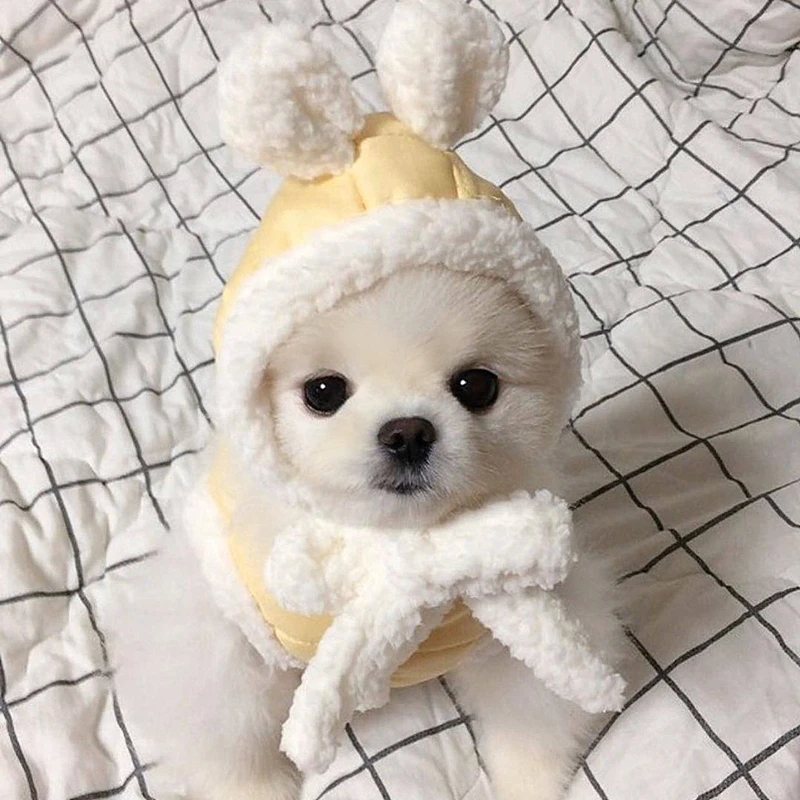 

Winter Dog Pet Cotton Clothes Dog Teddy Bichon Warm Coat Pomeranian Schnauzer Cat Clothes about To Take Thicker Warmth