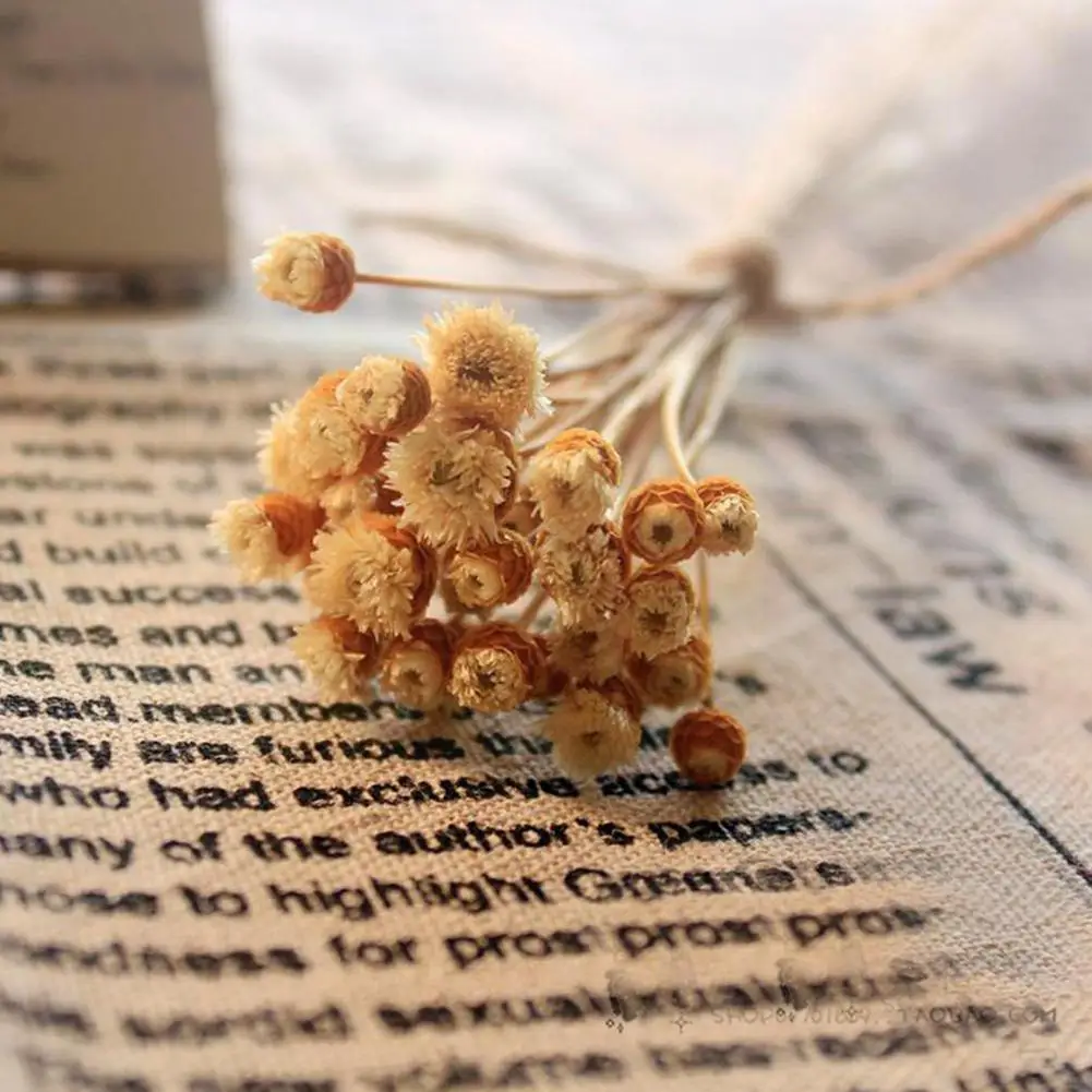 

50 Pcs/Set Real Dried Flowers Bouquet Diy Art Craft Preserved Flowers Flowers Dried Decorative Home Dry Press Natural Party X2F8