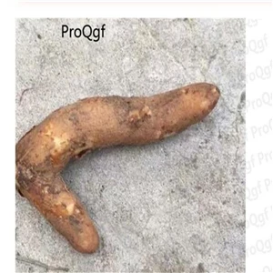 Ngryise 5 шт набор Gloriosa superba - Цвет: root