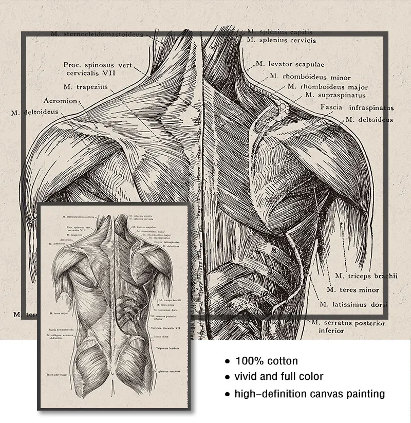 Nordic Canvas Print Education Painting Modern Decor Human Anatomy Artwork Medical Wall Picture Muscle Skeleton Vintage Poster |