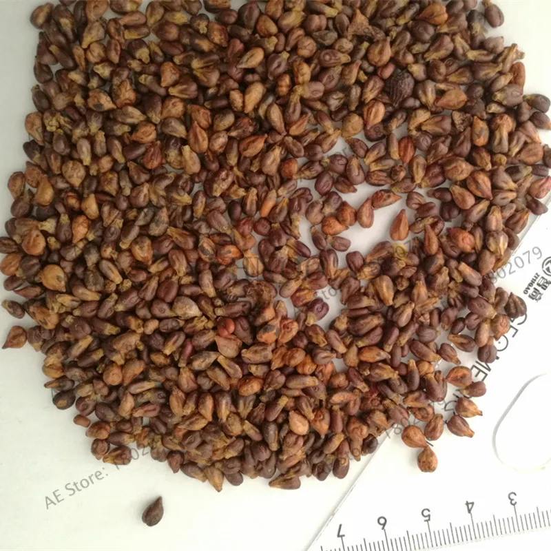 Распродажа! 100 шт./пакет красная роза круглый винограда карликовые деревья передовые фрукты flores Natural вкусные садоводства фруктовых деревьев,# S3XDYD