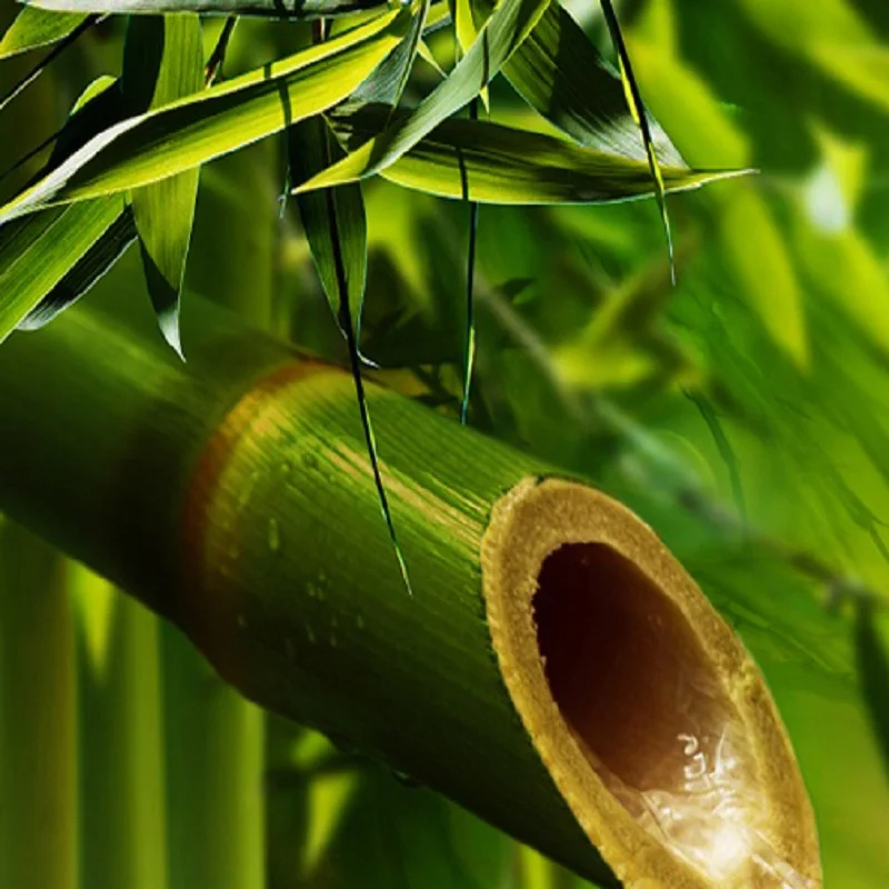 Пейзаж в японском стиле бамбуковые камни холст художественная живопись плакаты