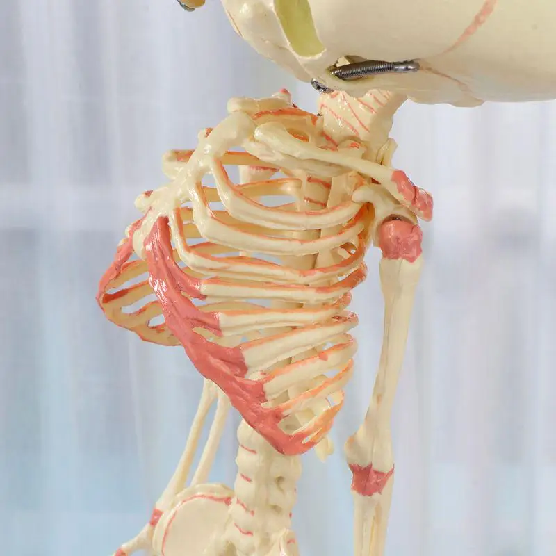 Двойная голова человека ребенок череп скелет анатомия дисплей мозга обучение