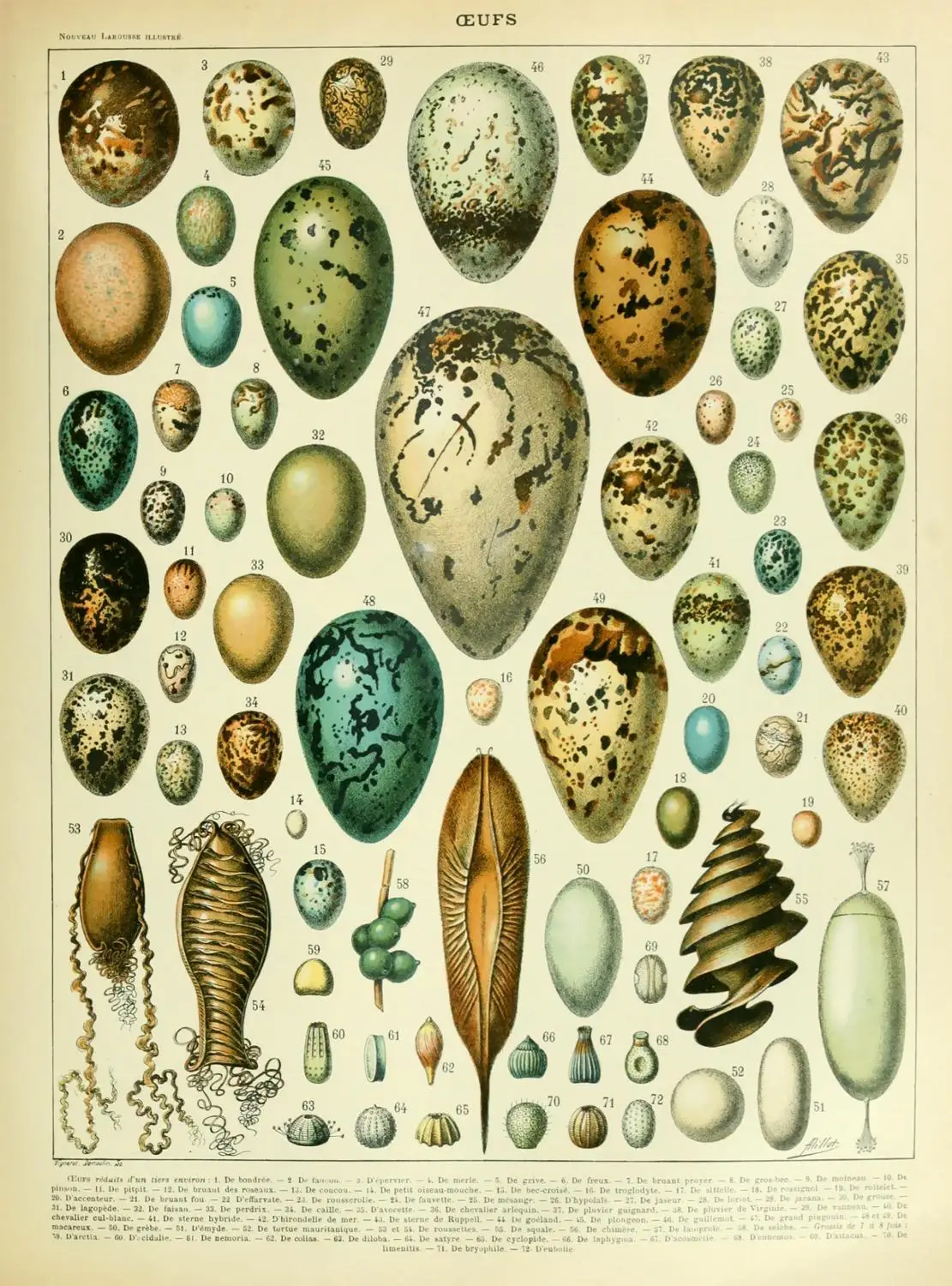 

400X300MM bird-eggs-vintage-art jumbo fridge magnet SFM-0176