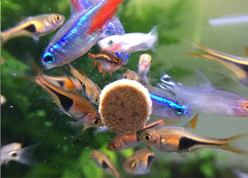 Пищевая таблетка для рыб Спирулина хлопья здоровое питание океана пищевое