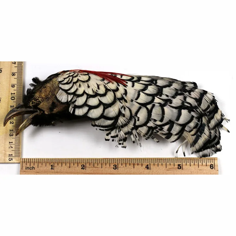 Wifreo полная леди Amherst головки для подвязки лососевого и стального узора