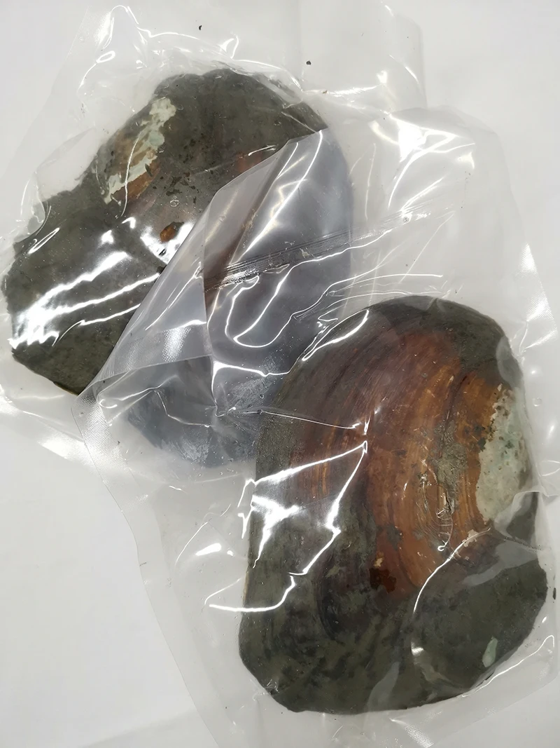DMKB0055 Большая Вакуумная посылка бусины из натурального пресноводного жемчужная Мидия в виде ракушки Сюрприз подарок