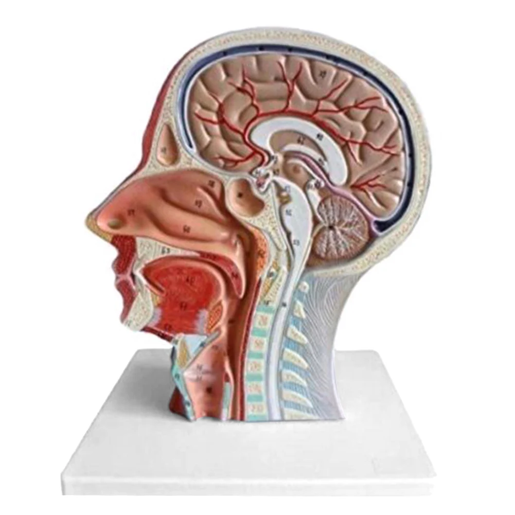 

Educational Equipment & Supplies