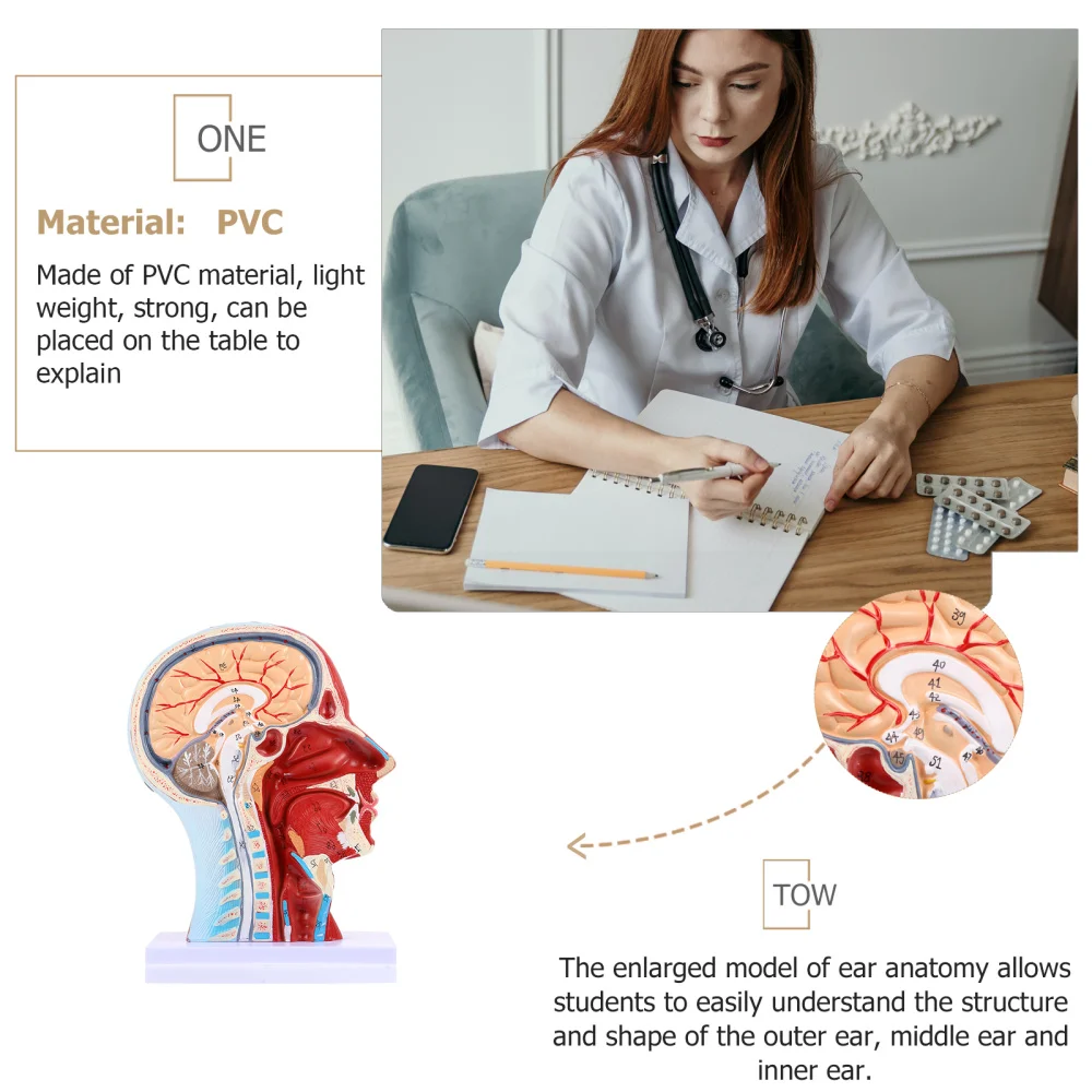 

1Pc Head Mid-Sagittal Section Model Anatomy Model Brain Structure Model