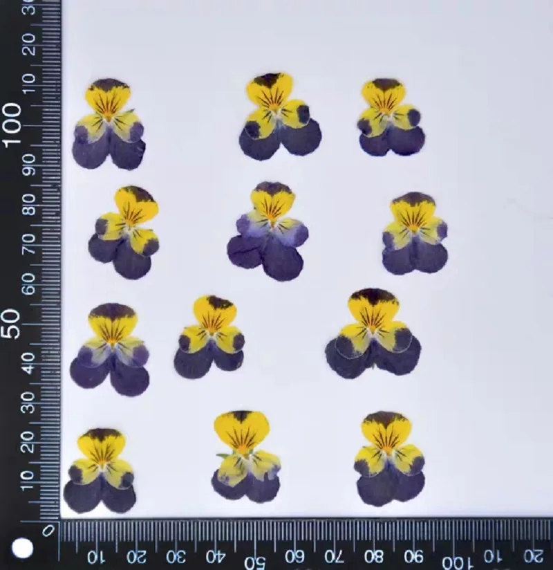 120 шт прессованные фиолетовые и желтые сушеные Виолы триколор Л. Цветок гербарий