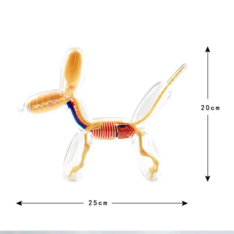 Jason Freeny 26parts 4d Big Balloon Dog Transparent Skeleton Model Perspective Bone Anatomy Puzzle Assembling Veterinary Toy |