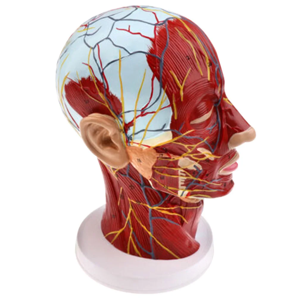 ПВХ анатомическая человеческая голова среднего мозга сагиттальная модель